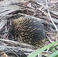 Echidna in bushland leaf litter
