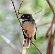 Grey fantail perched on a branch