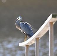 White-faced heron on a railing by the river